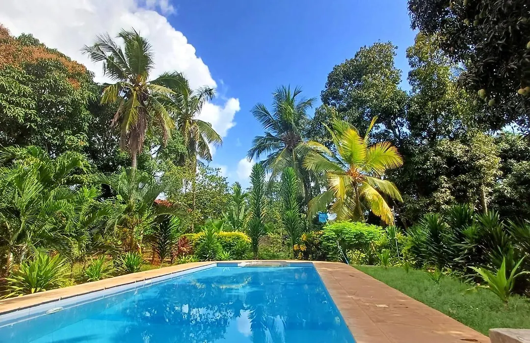 Cycad Palm Diani-1