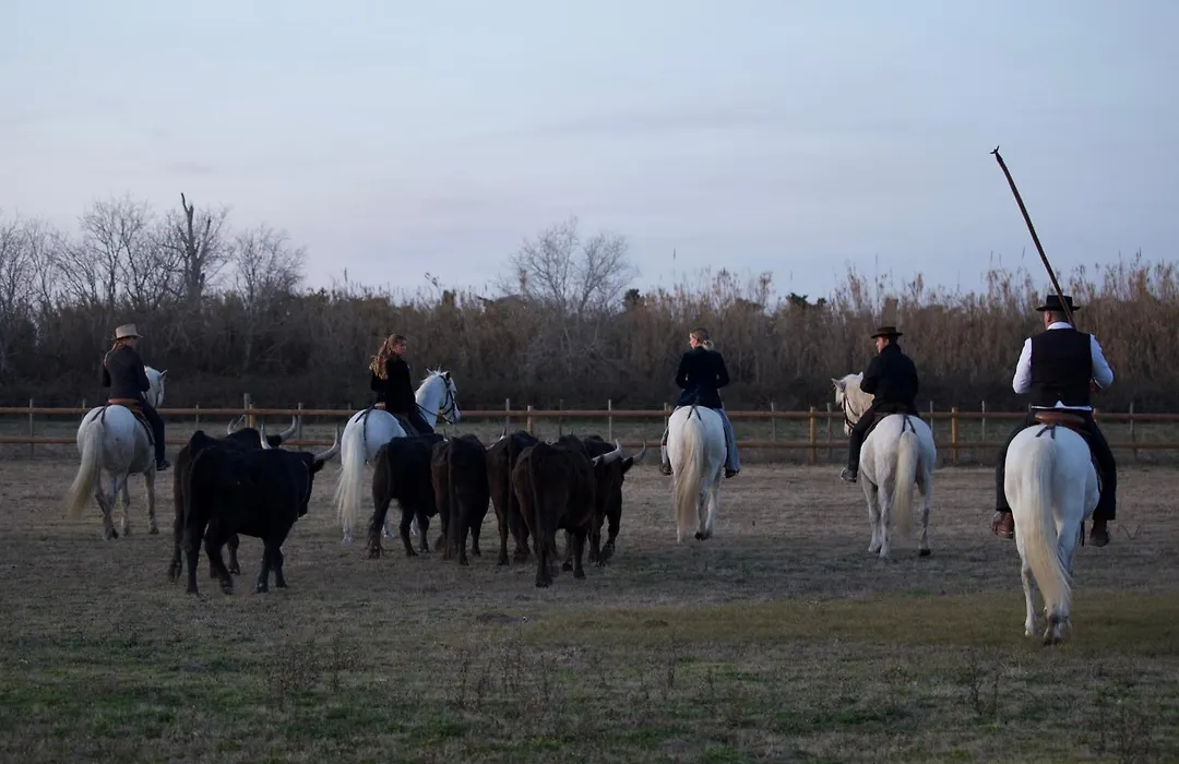 Le Grand Sauvage - Domaine en Camargue-1