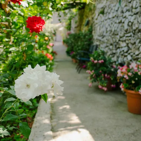Rosa E Valentino-3