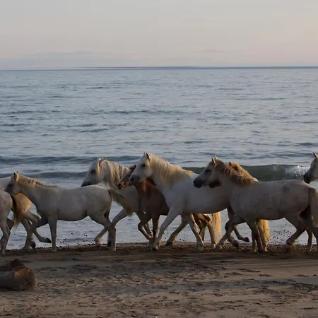 Le Grand Sauvage - Domaine en Camargue-2