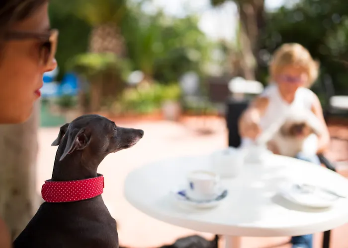 Resort: Azuline Hotel Galfi (Adults Only)