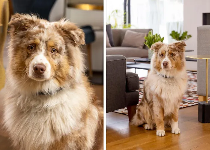 Pets Allowed Hotel James Boutique Colmar Centre