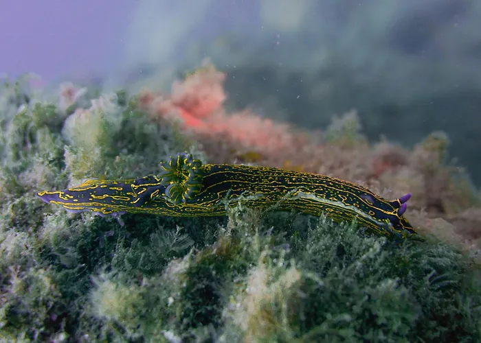 Centraal gelegen hotel: Atlantic Apartments