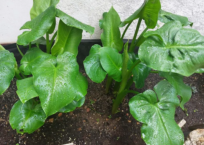 Alquiler de vacaciones: Apartamentos San Salvador Parking Gratis At-Ba-00338