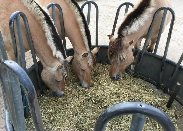 Op Unieke Locatie De Kronkel Op De Veluwe