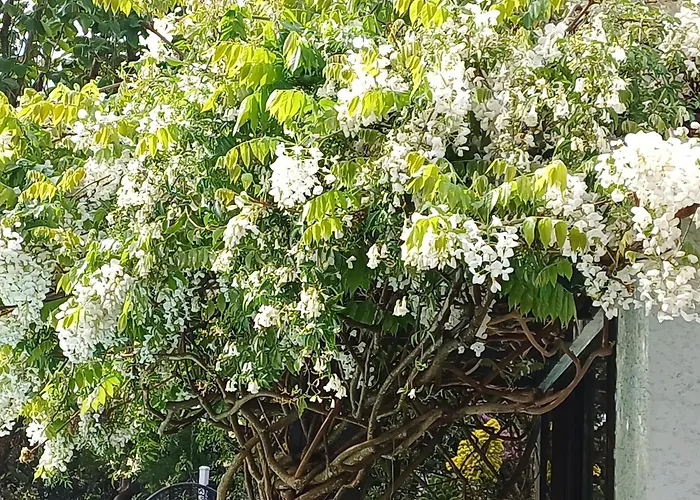 Ashcroft Gardens