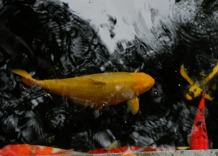 Hotel met uitzicht: Swastika Bungalows